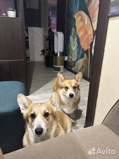 Щенки корги