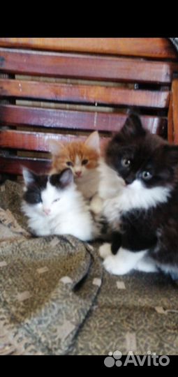 Котята