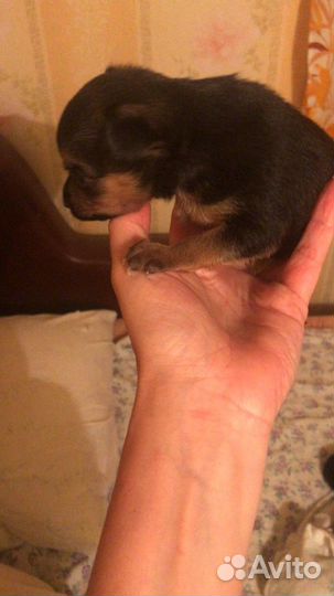 Продам мини той-терьер