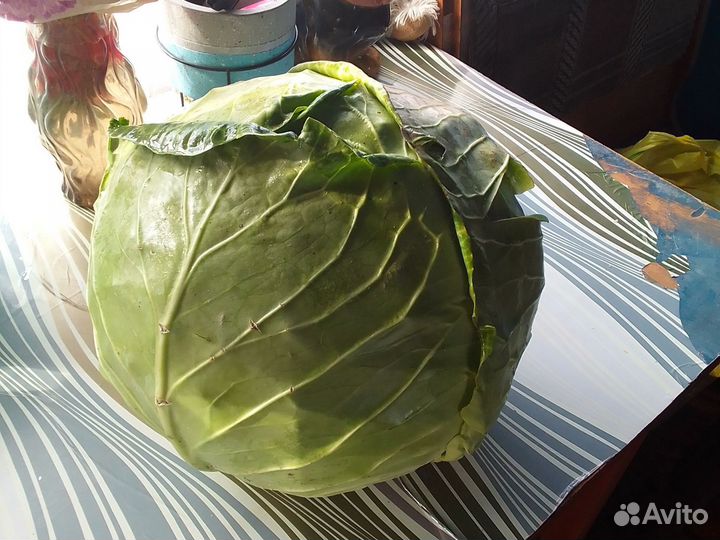 Капуста белокочанная