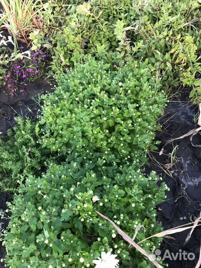 Мультифлора хризантема