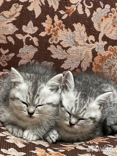 Британские котята
