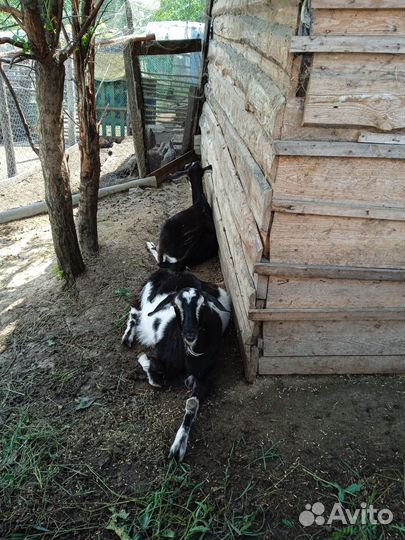 Коза нубийская