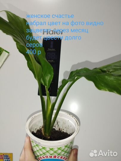 Земляника рассада Сингониум отдам,женское счастье