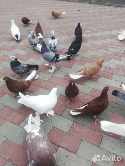 Продажа николаевских голубей