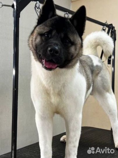 Американская акита вязка