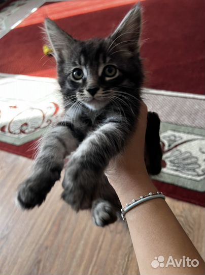 Котята мейн-кун