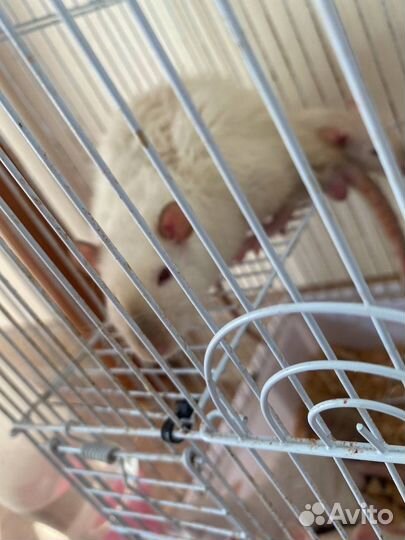 Крыса дамбо сфинкс