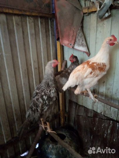 Петухи разные