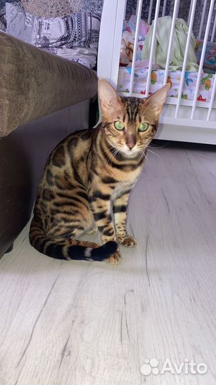Бенгальский кот