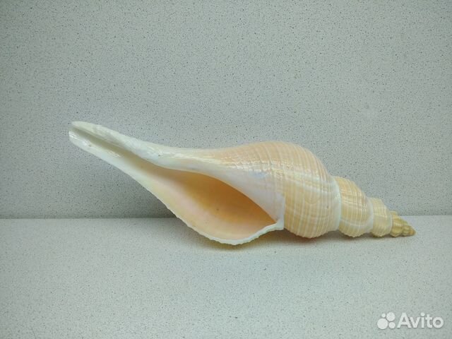 Морская раковина ракушка Хемифусус Туба 25,8