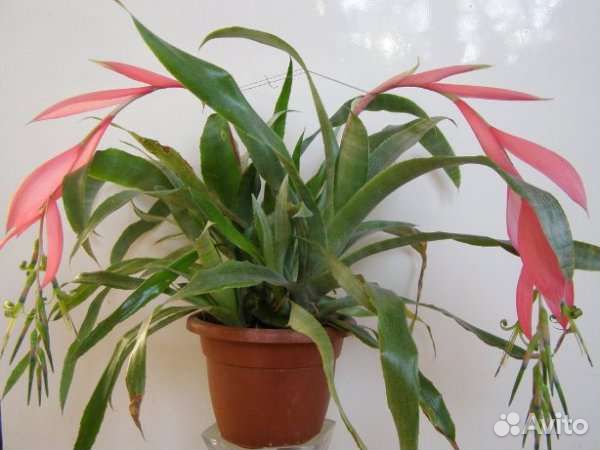 Бромелии в ассортименте