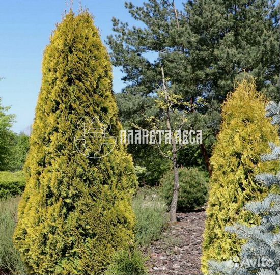 Туя западная Голден Смарагд Морозостойка