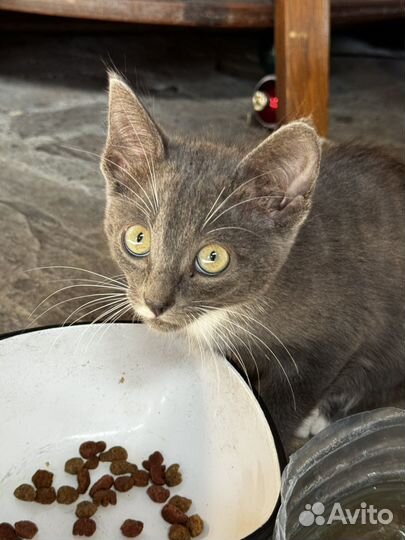 Котята и мамочка кошка в добрые руки