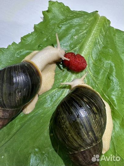 Улитки архахатины, древесные
