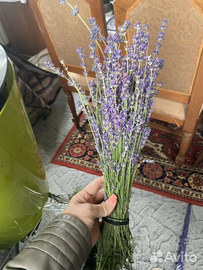Лаванда 2023 года