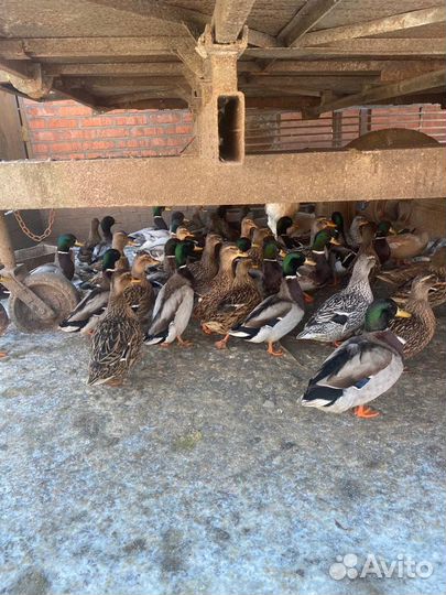 Продаются дикие подсадные утки