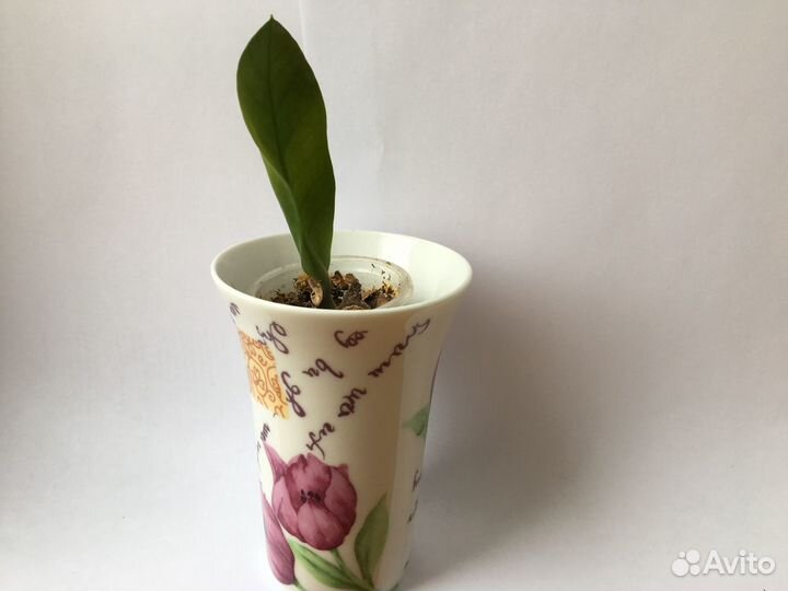 Долларовое дерево