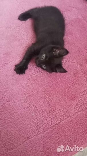 Котёнок смесь кошки мей куна и дв-вого кота в дар