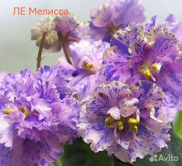 Сортовые фиалки 2