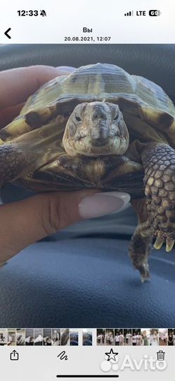 Сухопутная черепаха самец