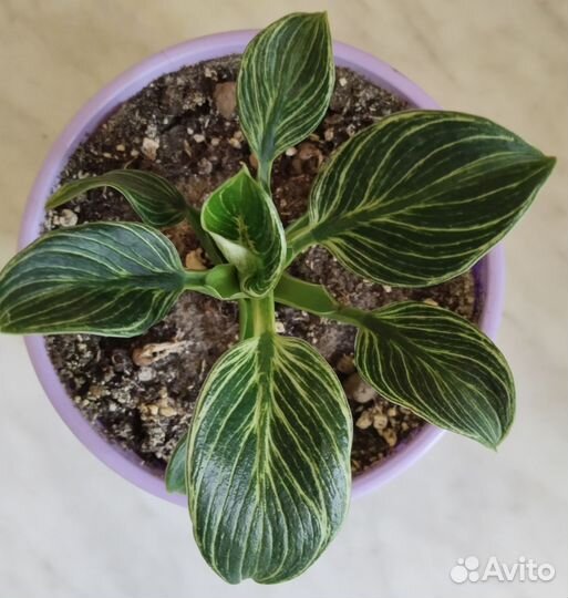 Филодендрон биркин