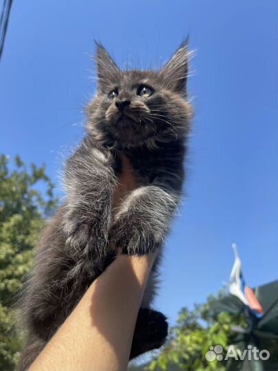 Котёнок мейн-кун продан