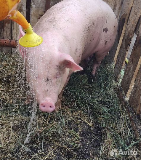 Хряк на племя