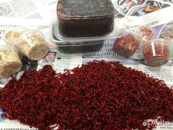 Мотыль, опарыш, черви