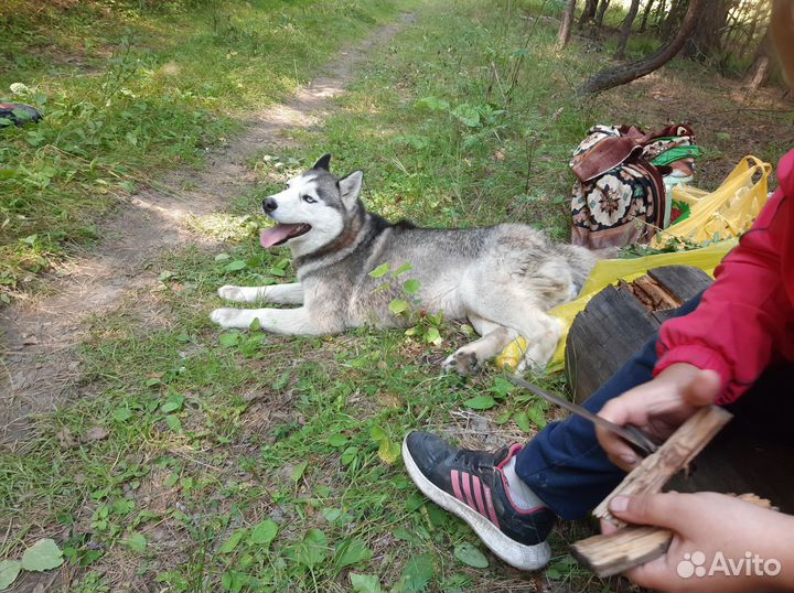 Сибирский хаски