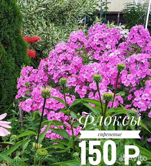 Садовые многолетние цветы