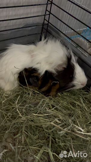 Морская свинка перуанская