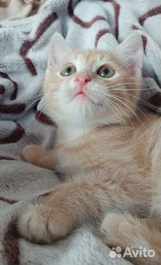 Отдадим в ответственные руки кошечку и котика