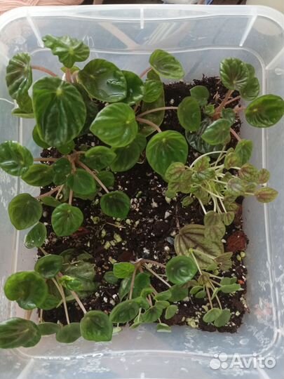 Комнатные цветы