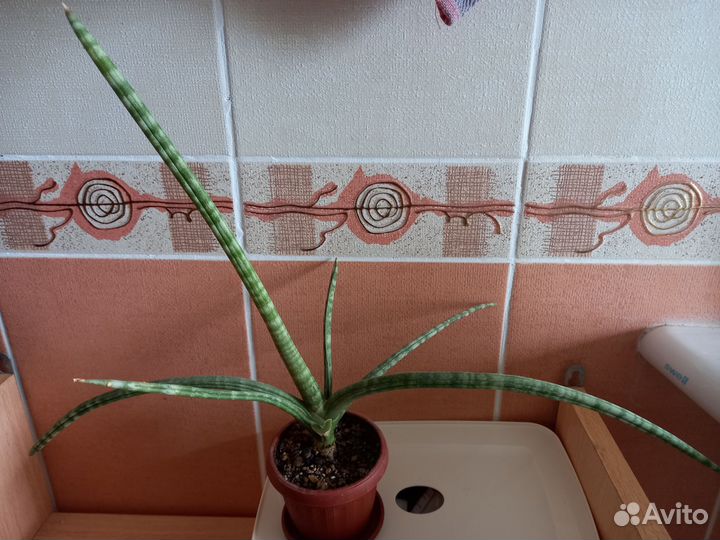 Алоэ остистое, толстянка, сансевиерия