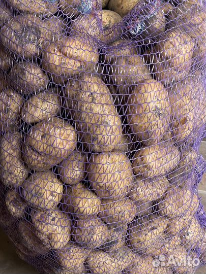 Продам картофель