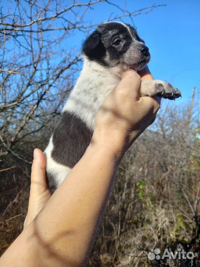 Щенки ищут дом