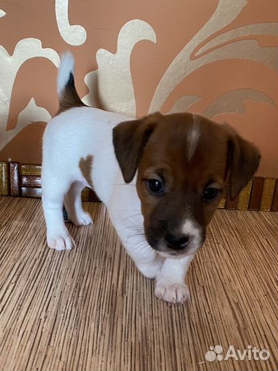 Джек Рассел терьер