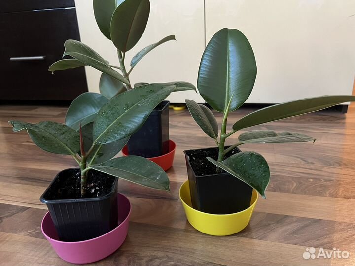 Фикус каучуконосный эластика