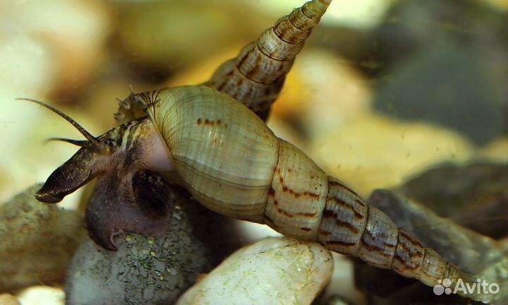 Улитка милания