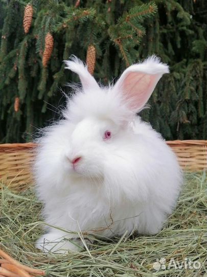 Пуховые кролики немецкая ангора