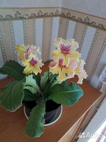 Стрептокарпус