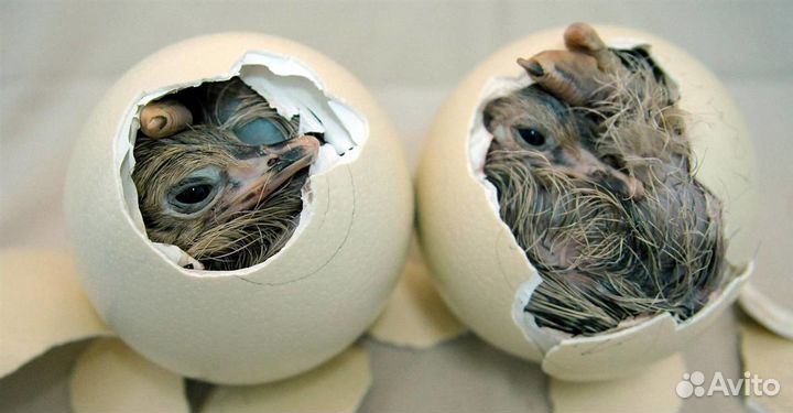 Инкубатор для страусиных яиц