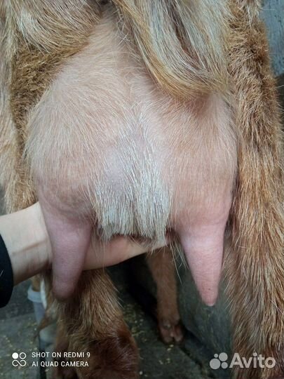 Нуб козел,дойнная камори, нубо камори% козлята