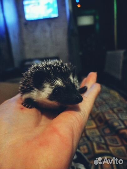 Африканский ежик