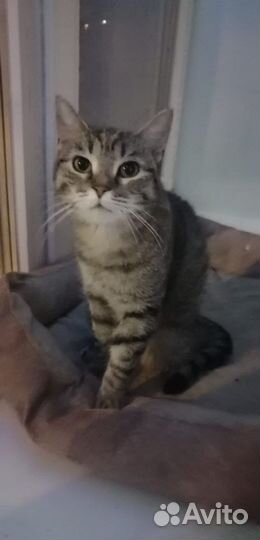 Ласковая кошечка