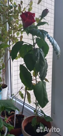 Китайская роза