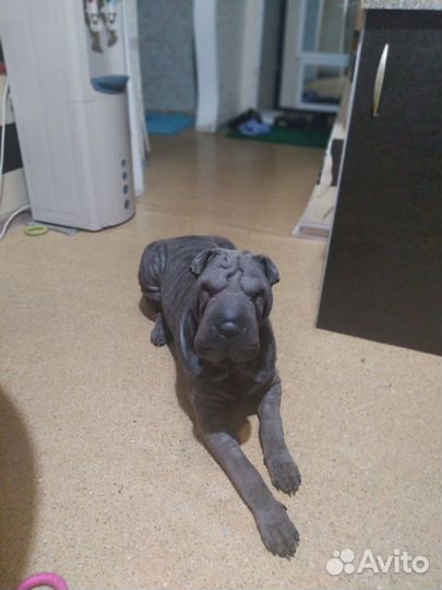 Шарпей вязка