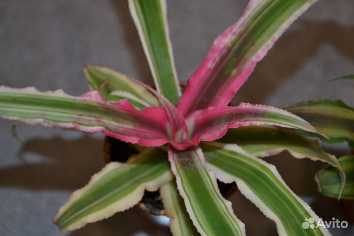 Криптантус. Комнатные цветы. Растения. Для дома