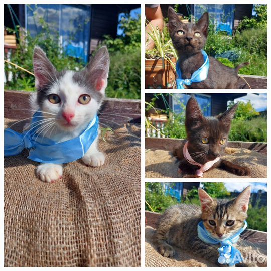 8 котят в добрые руки